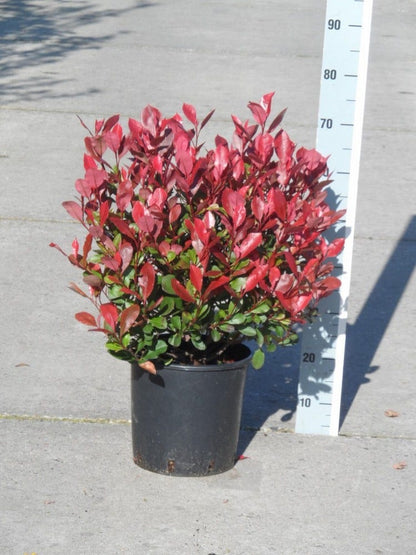  Glansmispel (Photinia Fraseri 'Little Red Robin')