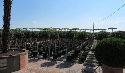 Glansmispel Op Stam (Photinia Fraseri 'Little Red Robin')