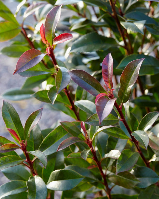  Glansmispel (Photinia Fraseri 'Mandarino')