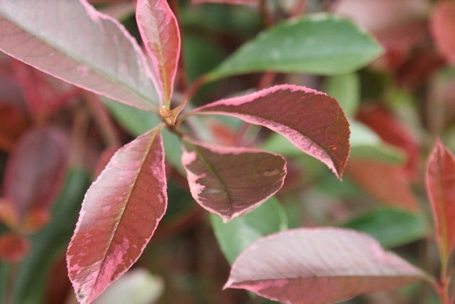  Glansmispel (Photinia Pink Marble)