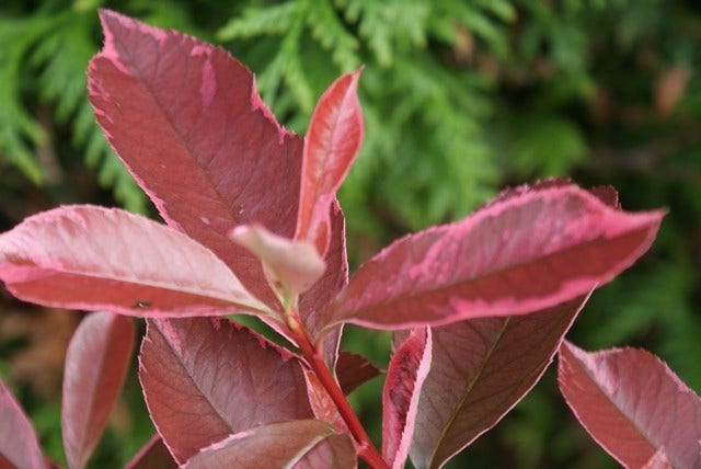  Glansmispel (Photinia Pink Marble)