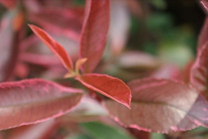 Glansmispel (Photinia Pink Marble)