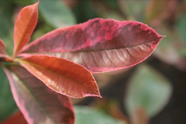  Glansmispel (Photinia Pink Marble)