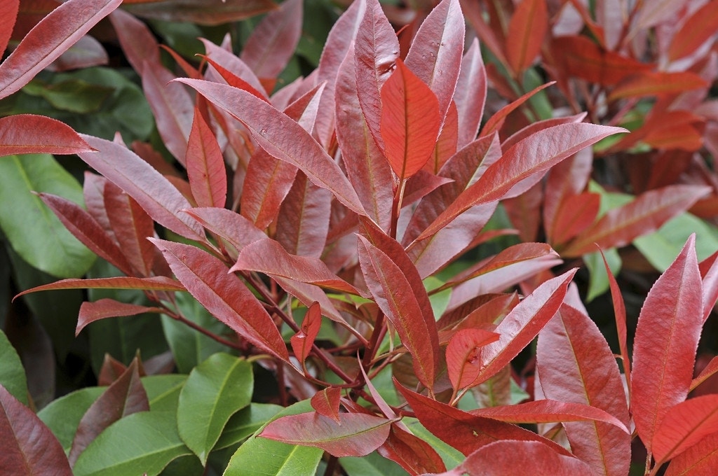  Glansmispel Als Leiboom (Photinia Fraseri 'Red Robin')