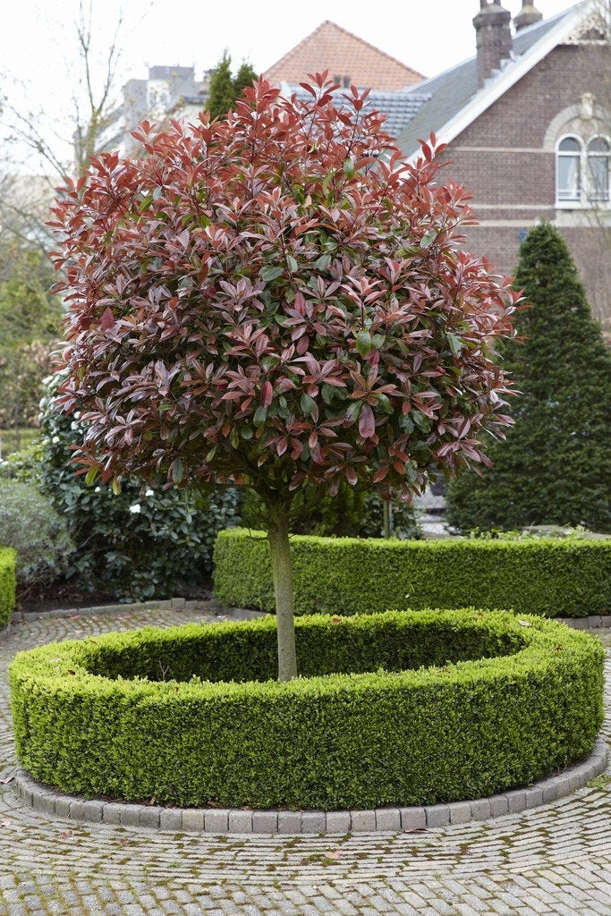  Glansmispel Als Boom (Photinia Fraseri 'Red Robin')