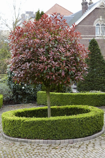  Glansmispel Als Boom (Photinia Fraseri 'Red Robin')
