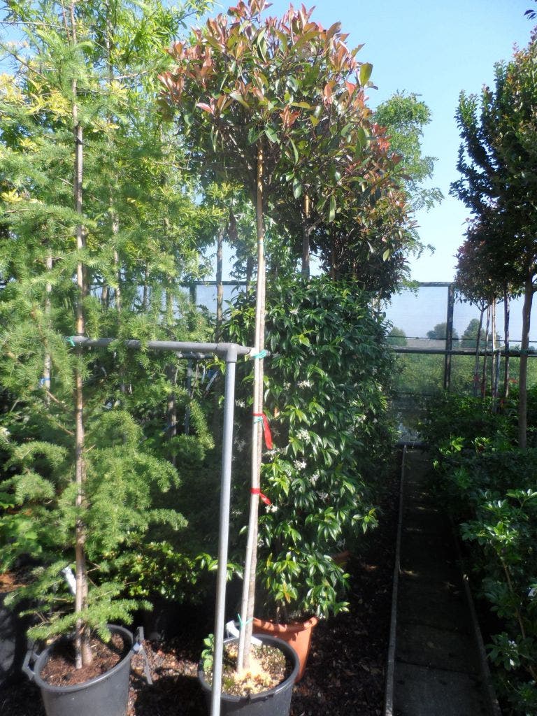  Glansmispel Als Boom (Photinia Fraseri 'Red Robin')