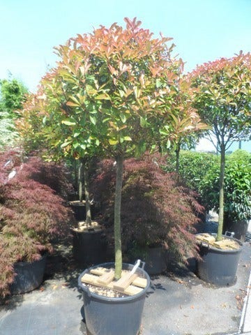  Glansmispel Op Stam (Photinia Fraseri 'Red Robin')
