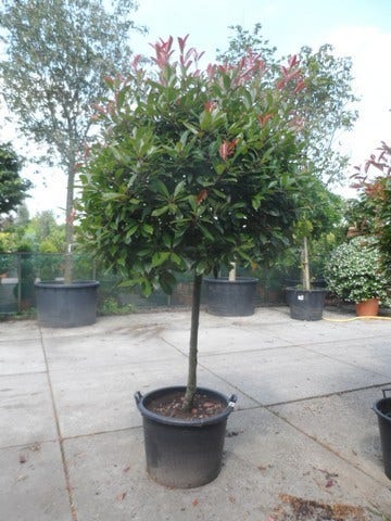  Glansmispel Op Stam (Photinia Fraseri 'Red Robin')
