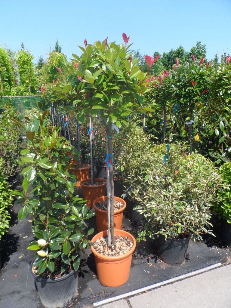  Glansmispel Op Stam (Photinia Fraseri 'Red Robin')