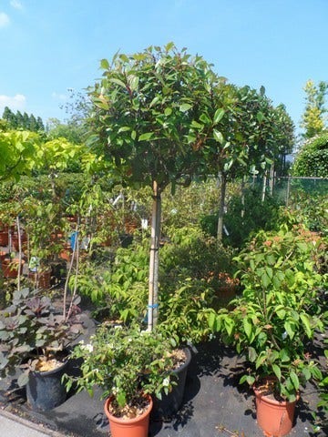  Glansmispel Op Stam (Photinia Fraseri 'Red Robin')