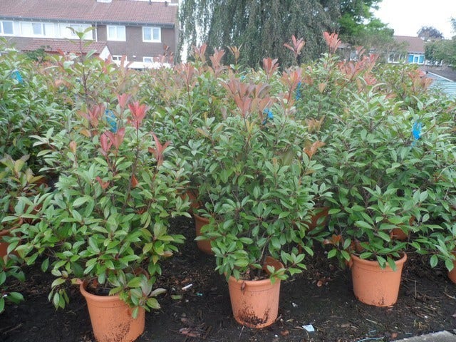  Glansmispel (Photinia Fraseri 'Red Robin')