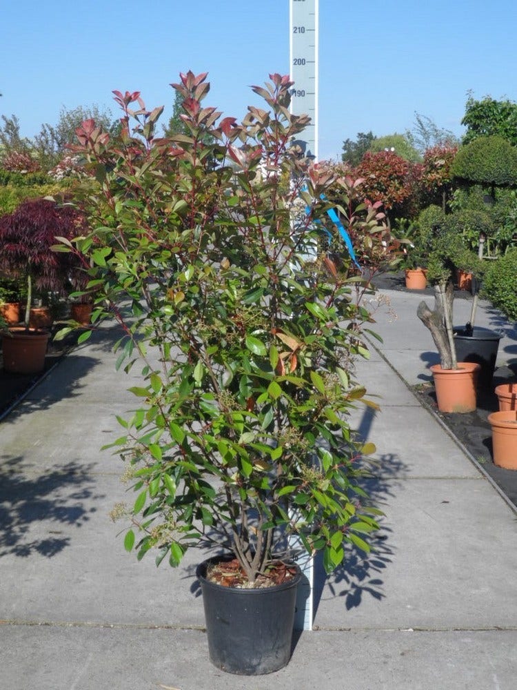  Glansmispel (Photinia Fraseri 'Red Robin')