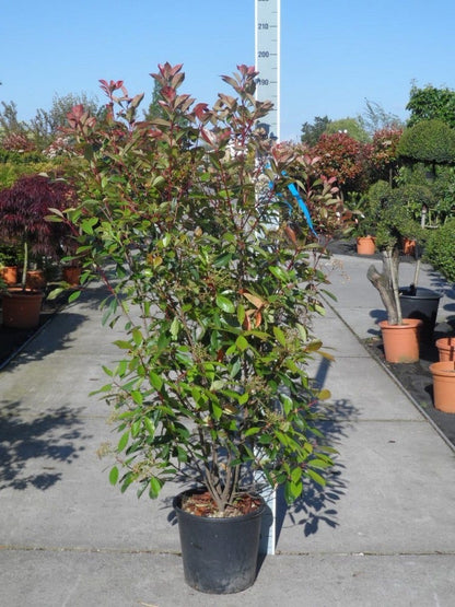  Glansmispel (Photinia Fraseri 'Red Robin')
