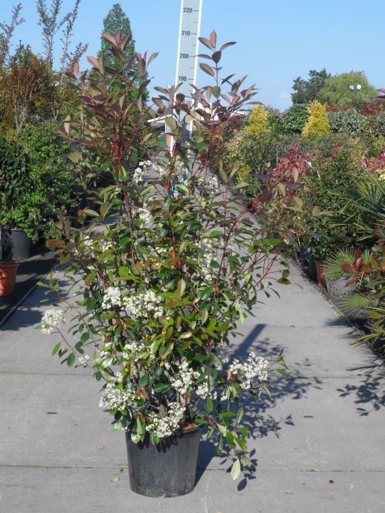  Glansmispel (Photinia Fraseri 'Red Robin')