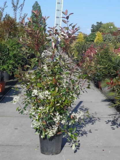  Glansmispel (Photinia Fraseri 'Red Robin')