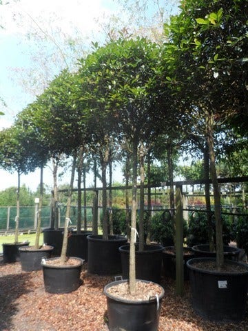  Glansmispel Als Boom (Photinia Fraseri 'Red Robin')