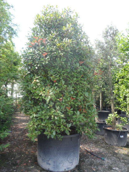  Glansmispel (Photinia Fraseri 'Red Robin')