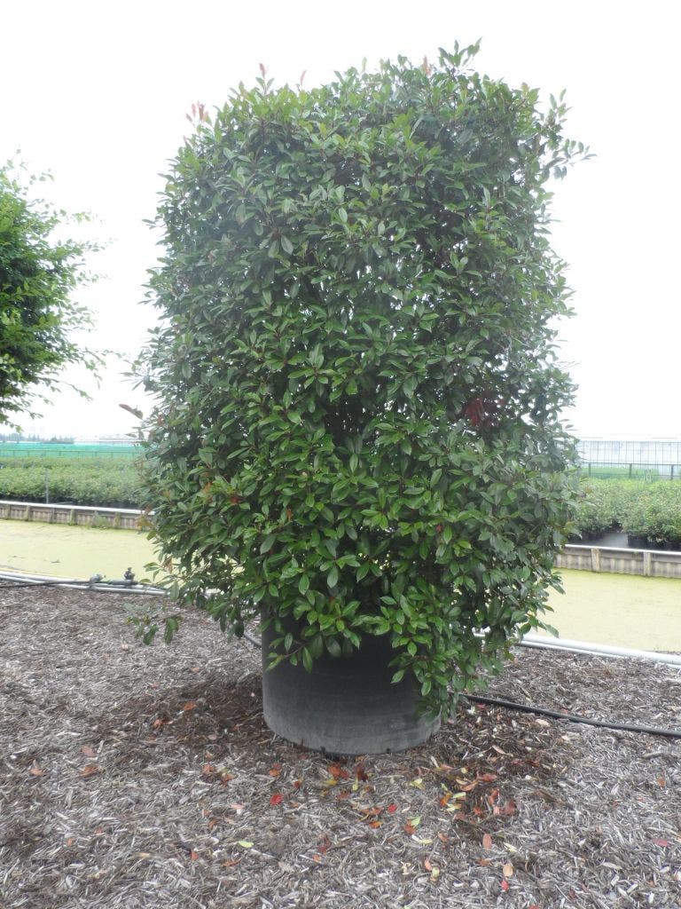  Glansmispel (Photinia Fraseri 'Red Robin')