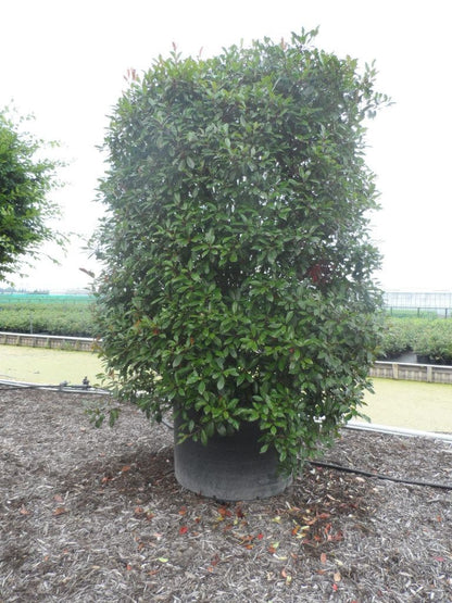  Glansmispel (Photinia Fraseri 'Red Robin')