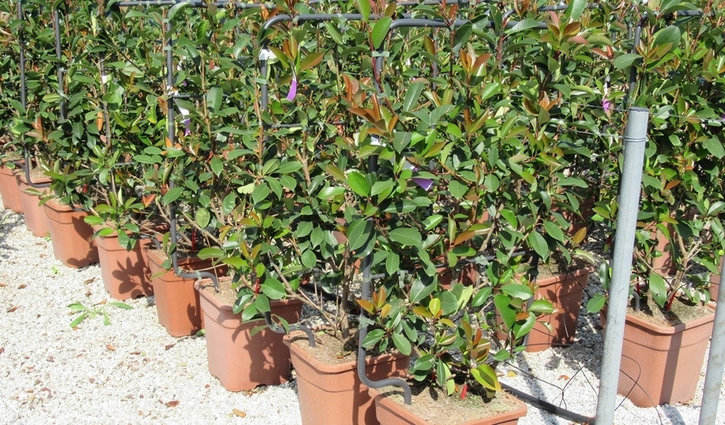  Glansmispel Als Leivorm (Photinia Fraseri 'Red Robin')