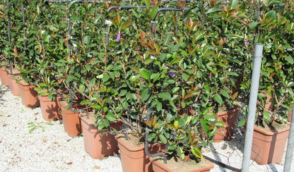  Glansmispel Als Leivorm (Photinia Fraseri 'Red Robin')