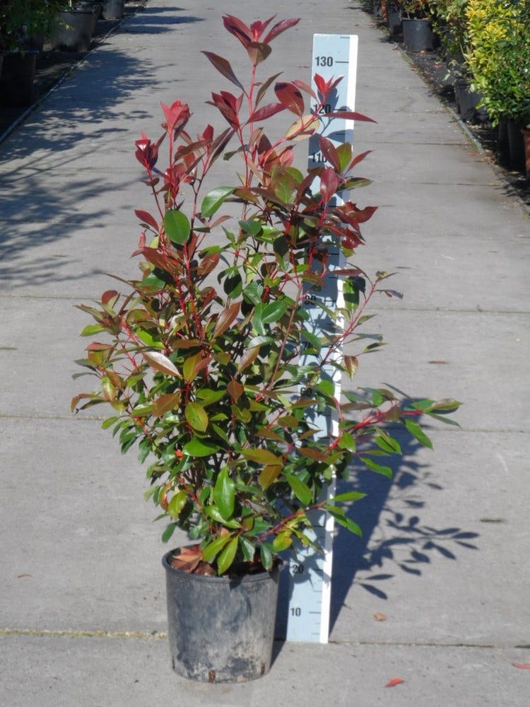  Glansmispel (Photinia Fraseri 'Red Robin')