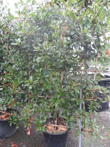  Glansmispel Als Leivorm (Photinia Fraseri 'Red Robin')