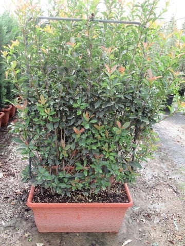  Glansmispel Als Leivorm (Photinia Fraseri 'Red Robin')