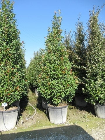  Glansmispel, Pyramide (Photinia Fraseri 'Red Robin' )
