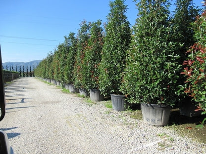  Glansmispel, Pyramide (Photinia Fraseri 'Red Robin' )