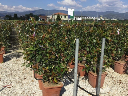  Glansmispel Als Leivorm (Photinia Fraseri 'Red Robin')