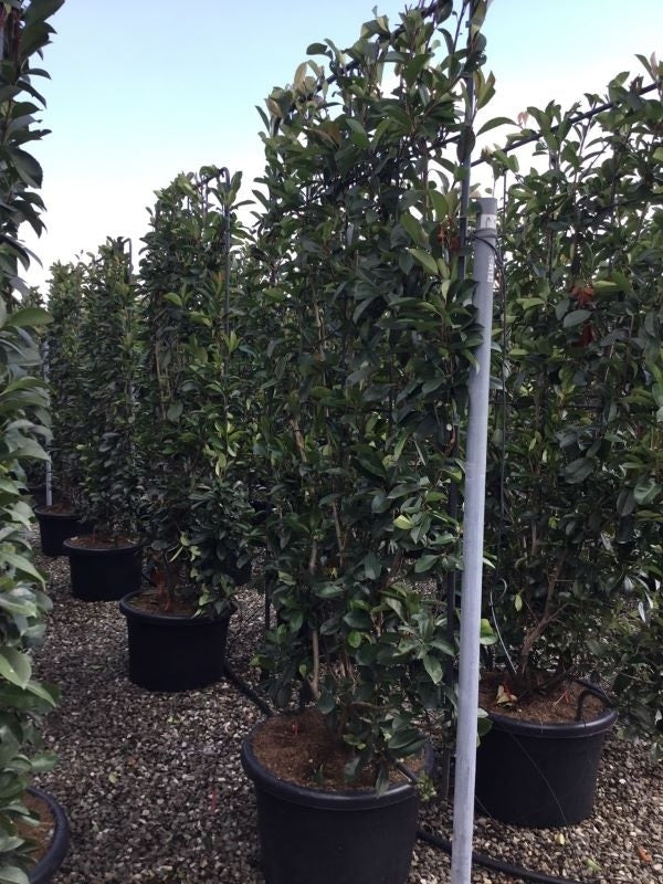  Glansmispel Als Leivorm (Photinia Fraseri 'Red Robin')