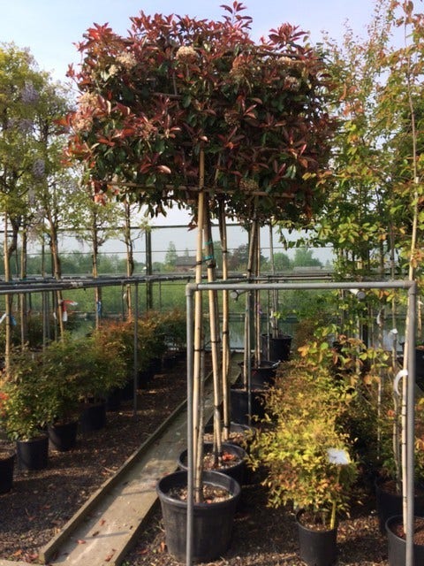  Glansmispel Als Leiboom (Photinia Fraseri 'Red Robin')