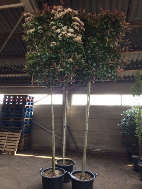  Glansmispel Als Leiboom (Photinia Fraseri 'Red Robin')