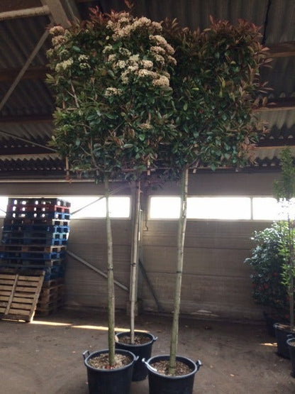  Glansmispel Als Leiboom (Photinia Fraseri 'Red Robin')
