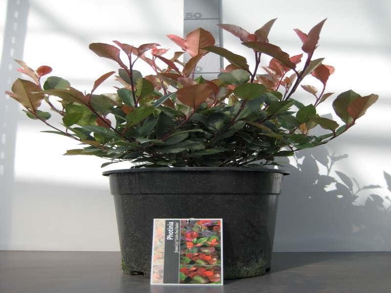  Glansmispel (Photinia Fraseri 'Little Red Robin')