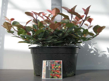  Glansmispel (Photinia Fraseri 'Little Red Robin')
