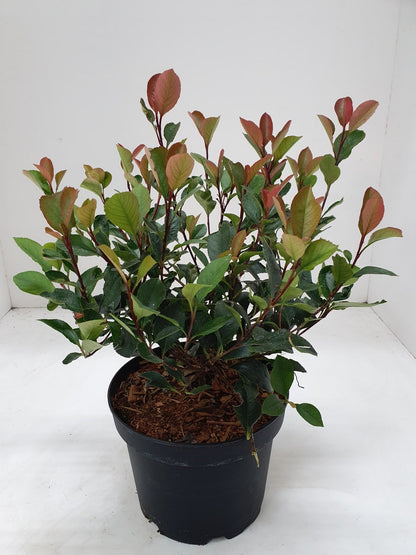  Glansmispel (Photinia Fraseri 'Little Red Robin')