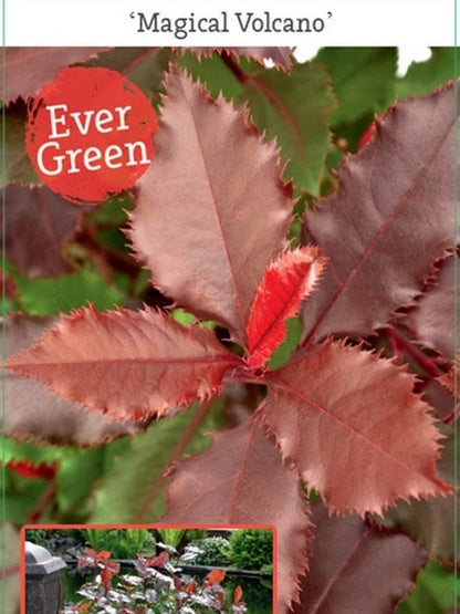  Glansmispel (Photinia 'Magical Volcano')