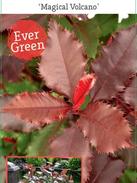  Glansmispel (Photinia 'Magical Volcano')