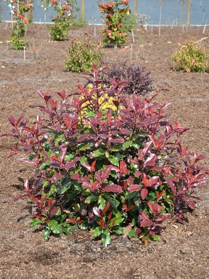  Glansmispel (Photinia 'Magical Volcano')