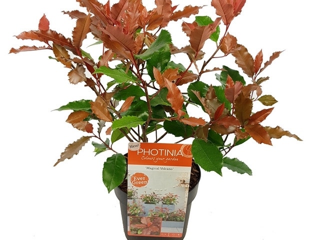  Glansmispel (Photinia 'Magical Volcano')