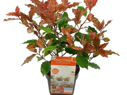 Glansmispel (Photinia 'Magical Volcano')