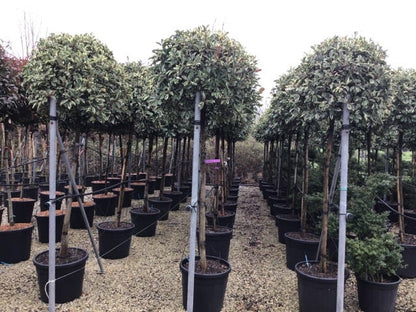  Glansmispel Op Stam (Photinia Fraseri 'Pink Marble')