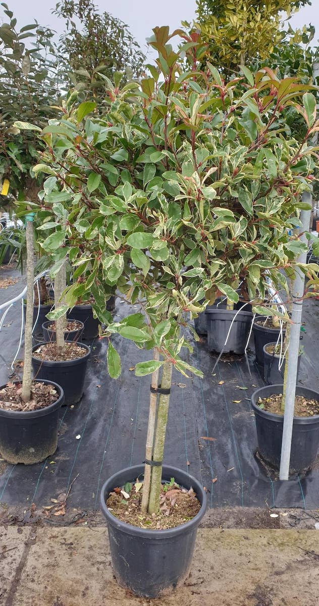  Glansmispel Op Stam (Photinia Fraseri 'Pink Marble')