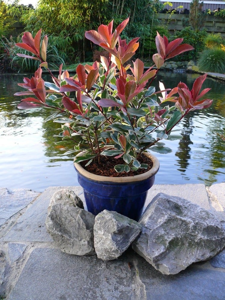  Glansmispel (Photinia Pink Marble)