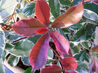  Glansmispel (Photinia Pink Marble)