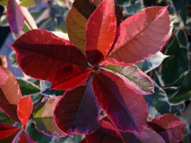  Glansmispel (Photinia Pink Marble)