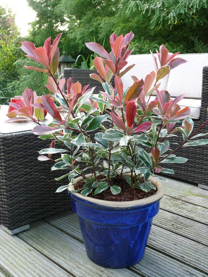  Glansmispel (Photinia Pink Marble)